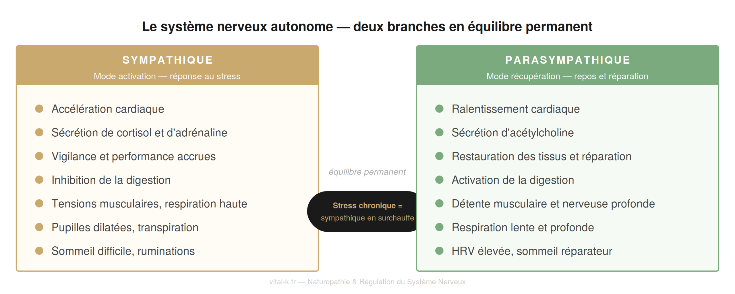 Le système nerveux autonome — sympathique et parasympathique en équilibre permanent