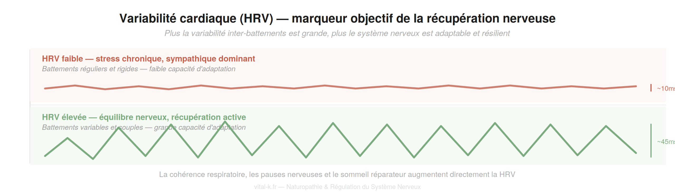 Variabilité cardiaque HRV — HRV faible stress chronique vs HRV élevée équilibre nerveux